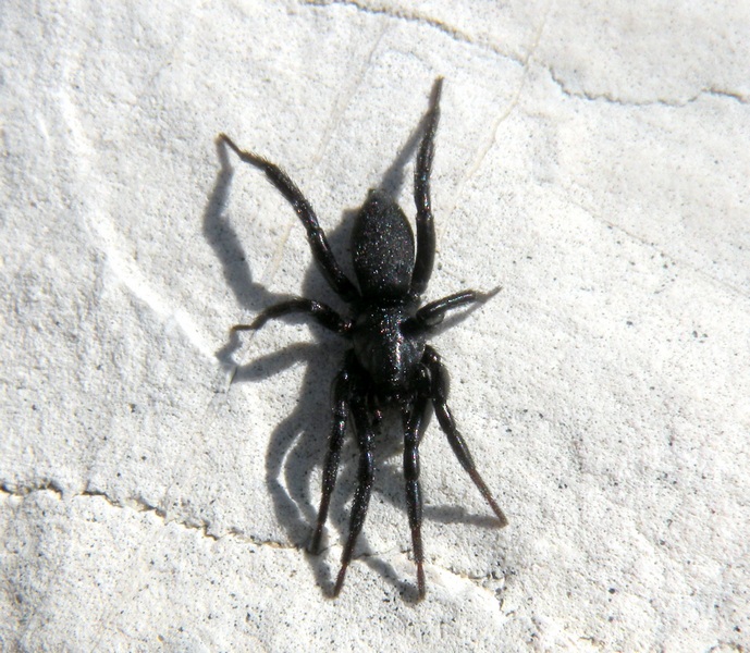 Gnaphosidae